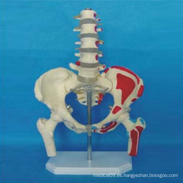 Modelo de esqueleto etiquetado de la anatomía humana para enseñar (R020802)